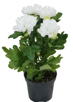 Horti-flandre Fleurs De Saison | - Chrysanthème blanc pot 9 cm