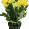 Horti-flandre Fleurs De Saison | - Chrysanthème jaune pot 9 cm