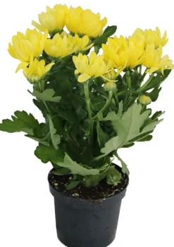 Horti-flandre Fleurs De Saison | - Chrysanthème jaune pot 9 cm