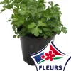 Horti-Flandre Plants De Légumes Et Aromatiques | - Coriandre pot 14 cm