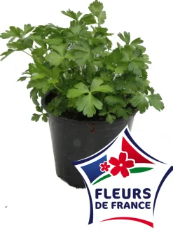 Horti-Flandre Plants De Légumes Et Aromatiques | - Coriandre pot 14 cm