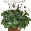 Horti-flandre Fleurs De Saison | - Cyclamen mini blanc pot 10,5 cm