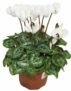 Horti-flandre Fleurs De Saison | - Cyclamen mini blanc pot 10,5 cm