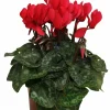 Horti-flandre - Cyclamen mini rouge pot 10,5 cm Discount