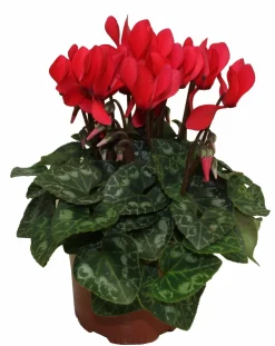 Horti-flandre - Cyclamen mini rouge pot 10,5 cm Discount