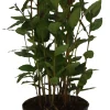 Horti-Flandre Plants De Légumes Et Aromatiques | - Laurier sauce laurus nobilis pot 14 cm