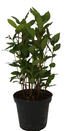 Horti-Flandre Plants De Légumes Et Aromatiques | - Laurier sauce laurus nobilis pot 14 cm