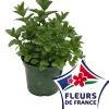 Horti-Flandre - Menthe marocaine pot 14 cm Clearance