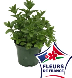Horti-Flandre - Menthe marocaine pot 14 cm Clearance