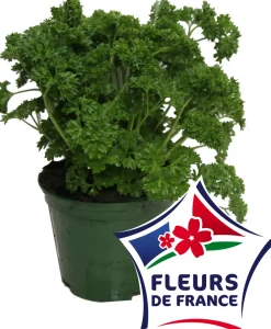 Horti-Flandre - Persil frise pot 14 cm