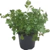 Horti-Flandre Plants De Légumes Et Aromatiques | - Persil plat pot 14 cm