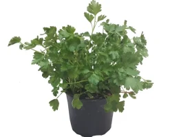 Horti-Flandre Plants De Légumes Et Aromatiques | - Persil plat pot 14 cm