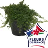 Horti-Flandre Plants De Légumes Et Aromatiques | - Sarriette vivace pot 14 cm