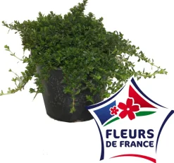 Horti-Flandre Plants De Légumes Et Aromatiques | - Sarriette vivace pot 14 cm