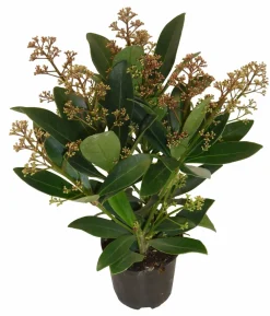 Horti-Flandre - Skimmia pot 10,5 cm 3 - 5 fleurs New