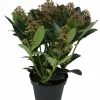 Horti-Flandre Fleurs De Saison | - Skimmia pot 13 cm 5 - 8 fleurs p13cm