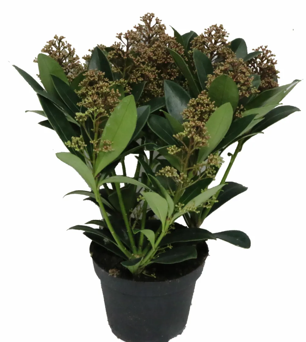 Horti-Flandre Fleurs De Saison | - Skimmia pot 13 cm 5 - 8 fleurs p13cm