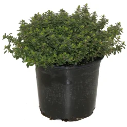 Horti-Flandre - Thym citron pot 14 cm Hot