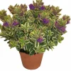 Horti-Flandre - Veronique panachée p18cm Clearance