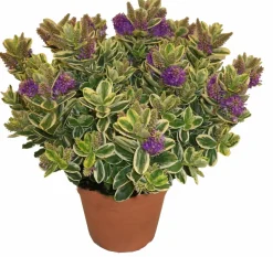 Horti-Flandre - Veronique panachée p18cm Clearance