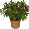 Horti-Flandre - Veronique violette p18cm Clearance