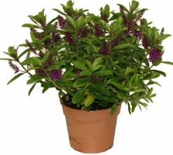 Horti-Flandre - Veronique violette p18cm Clearance