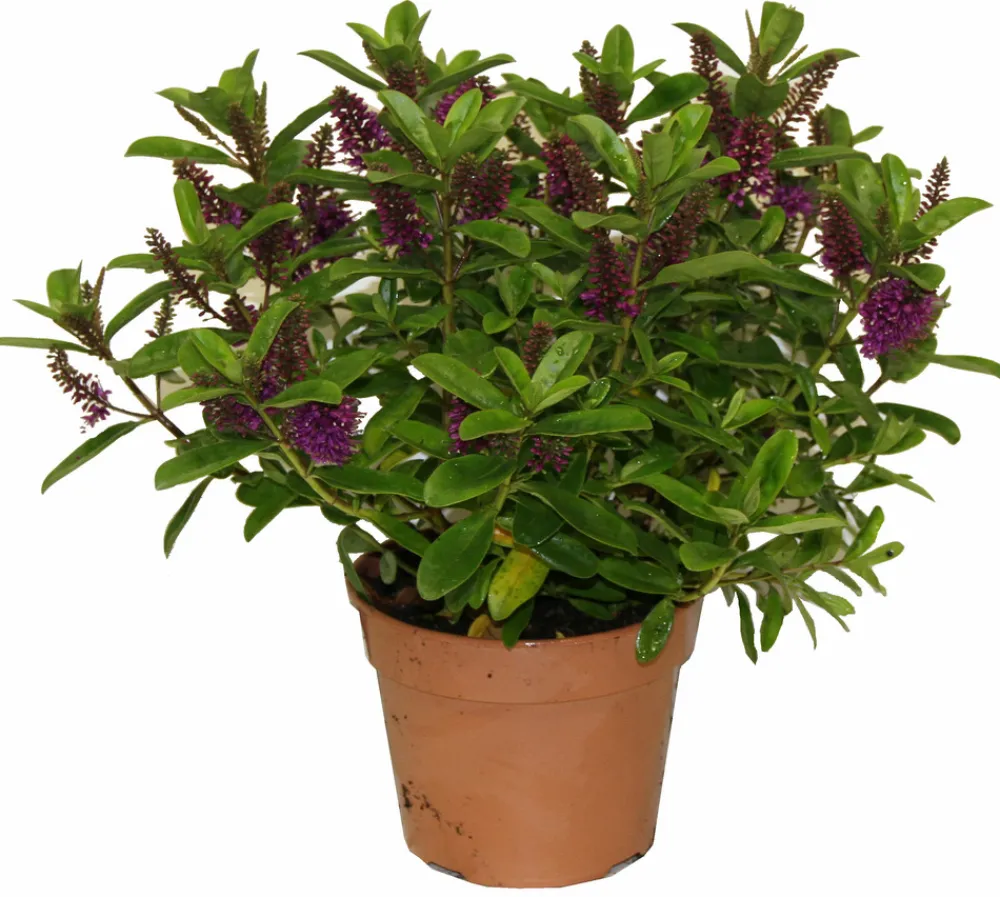 Horti-Flandre - Veronique violette p18cm Clearance