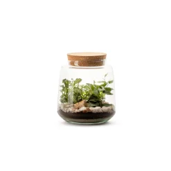 NA Terrariums Et Compositions | Izumi L