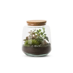 NA Terrariums Et Compositions | Izumi L