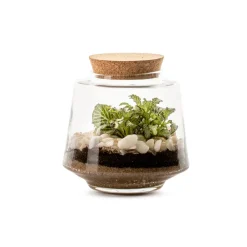 NA Terrariums Et Compositions | Izumi M