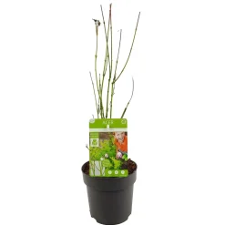 Jardintropic - Acer palm. 'going green'® une variante:paume d'acer. 'passer au vert'® - ?20cm - ø13cm New