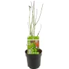 Jardintropic Plantes De Terre De Bruyère | - Acer palm. 'going green'® une variante:paume d'acer. 'pas vert'® - ?30cm - ø15cm
