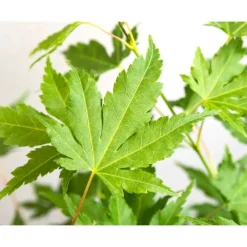 Jardintropic Plantes De Terre De Bruyère | - Acer palm. 'going green'® une variante:paume d'acer. 'pas vert'® - ?30cm - ø15cm