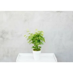 Jardintropic Plantes De Terre De Bruyère | - Acer palm. 'going green'® une variante:paume d'acer. 'pas vert'® - ?30cm - ø15cm