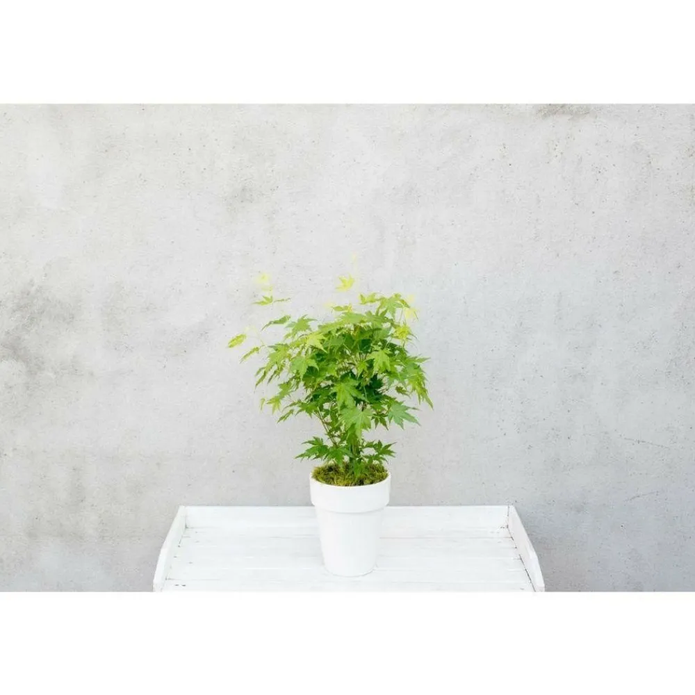 Jardintropic Plantes De Terre De Bruyère | - Acer palm. 'going green'® une variante:paume d'acer. 'pas vert'® - ?30cm - ø15cm