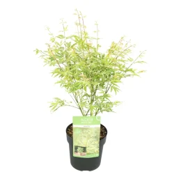 Jardintropic Plantes De Terre De Bruyère | - Acer palm. 'going green'® une variante:paume d'acer. 'pas vert'® - ?30cm - ø15cm