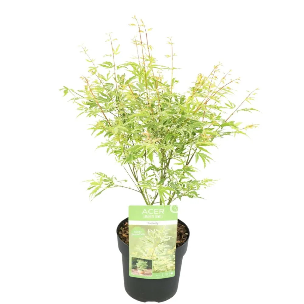 Jardintropic Plantes De Terre De Bruyère | - Acer palm. 'going green'® une variante:paume d'acer. 'pas vert'® - ?30cm - ø15cm
