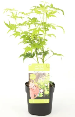 Jardintropic Plantes De Terre De Bruyère | - Acer palm. 'going green'® une variante:paume d'acer. 'pas vert'® - ?30cm - ø15cm