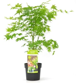 Jardintropic Plantes De Terre De Bruyère | - Acer palm. 'going green'® une variante:paume d'acer. 'pas vert'® - ?30cm - ø15cm