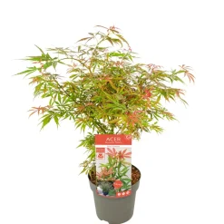 Jardintropic Plantes De Terre De Bruyère | - Acer palm. 'orange dream' une variante:paume d'acer. 'rêve orange' - ?20cm - ø13cm