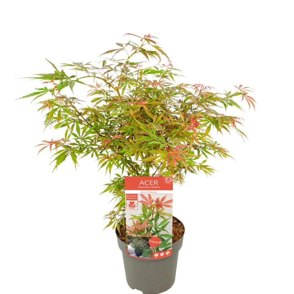 Jardintropic Plantes De Terre De Bruyère | - Acer palm. 'orange dream' une variante:paume d'acer. 'rêve orange' - ?20cm - ø13cm