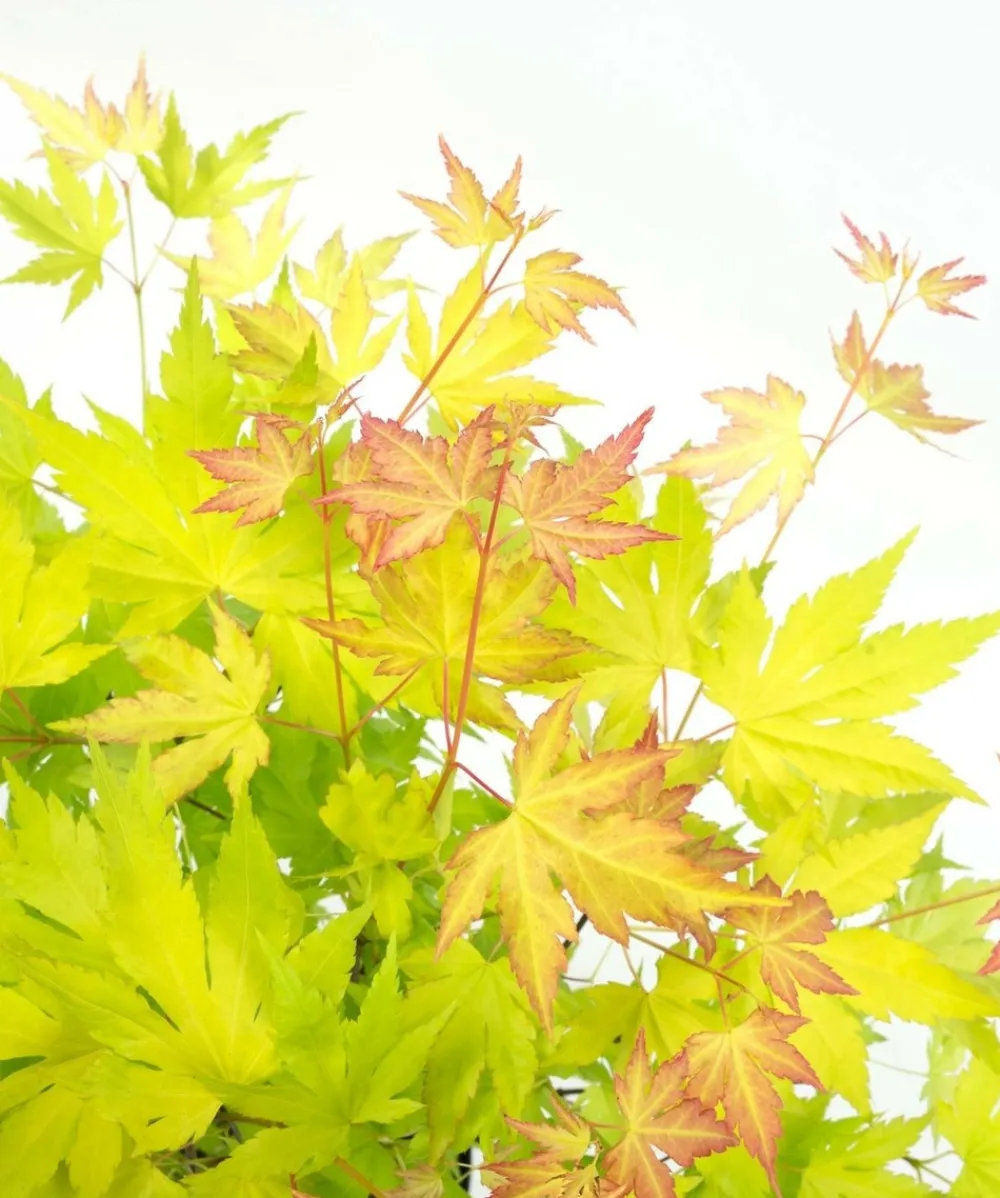Jardintropic Plantes De Terre De Bruyère | - Acer palm. 'orange dream' une variante:paume d'acer. 'rêve orange' - ?20cm - ø13cm