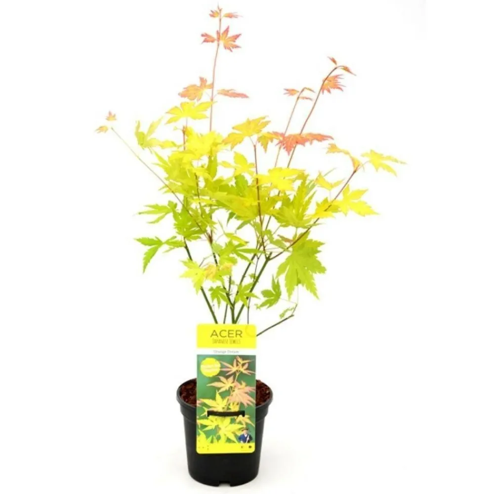 Jardintropic Plantes De Terre De Bruyère | - Acer palm. 'orange dream' une variante:paume d'acer. 'rêve orange' - ?20cm - ø13cm