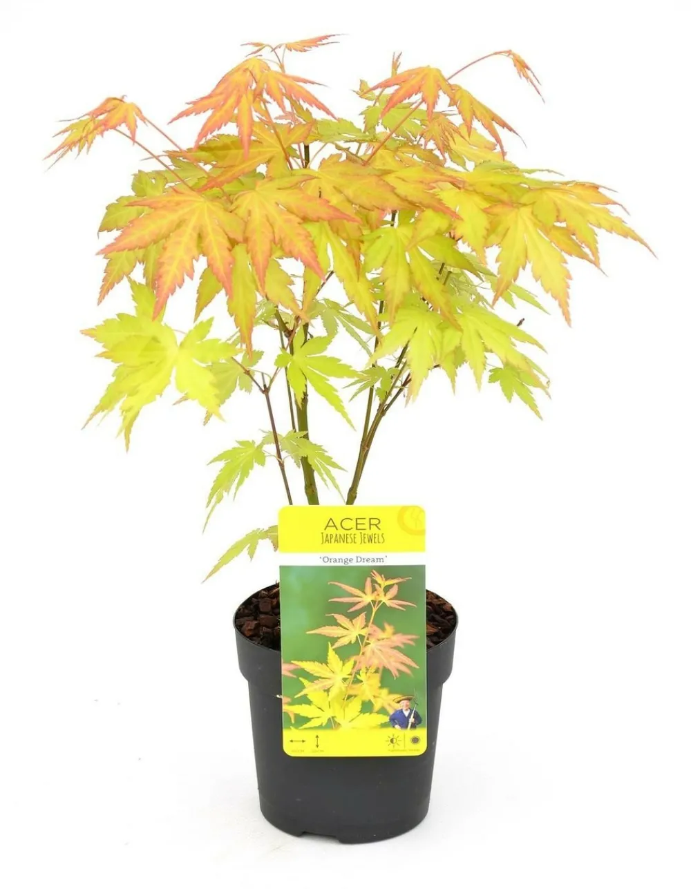 Jardintropic Plantes De Terre De Bruyère | - Acer palm. 'orange dream' une variante:paume d'acer. 'rêve orange' - ?20cm - ø13cm