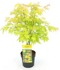 Jardintropic Plantes De Terre De Bruyère | - Acer palm. 'orange dream' une variante:paume d'acer. 'rêve orange' - ?20cm - ø13cm