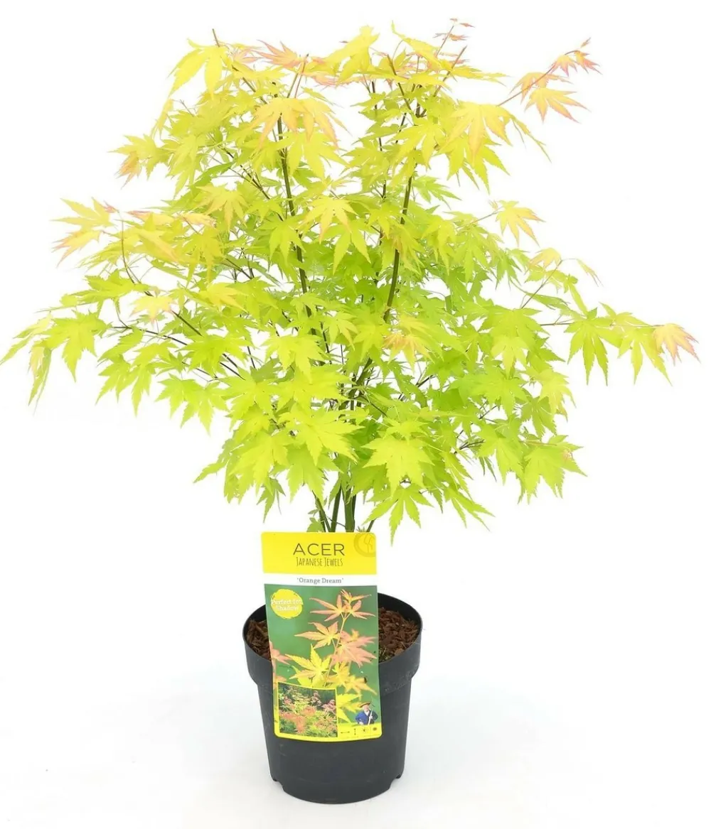 Jardintropic Plantes De Terre De Bruyère | - Acer palm. 'orange dream' une variante:paume d'acer. 'rêve orange' - ?20cm - ø13cm