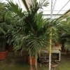 Jardintropic - Adonidia merrillii (veitchia merrillii- palmier de manille) spécimen pot de 30l plusieurs troncs 200/250cm Online