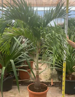 Jardintropic - Adonidia merrillii (veitchia merrillii- palmier de manille) spécimen pot de 30l plusieurs troncs 200/250cm Online