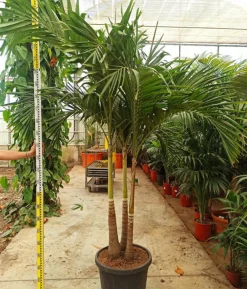Jardintropic - Adonidia merrillii (veitchia merrillii- palmier de manille) spécimen pot de 30l plusieurs troncs 200/250cm Online