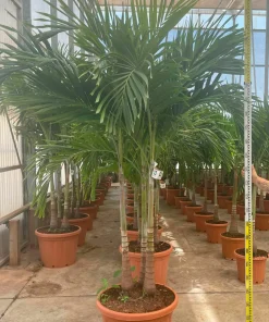 Jardintropic - Adonidia merrillii (veitchia merrillii- palmier de manille) spécimen pot de 30l plusieurs troncs 200/250cm Online